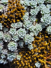 Leucogenes grandiceps