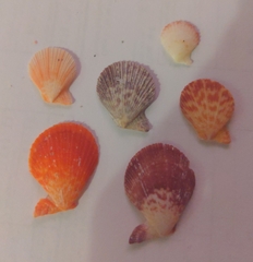 Caribachlamys sentis