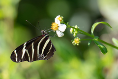 Heliconius charithonia