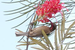 Myzomela obscura