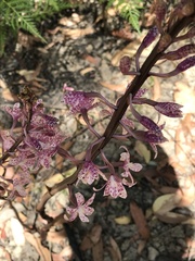 Dipodium pardalinum