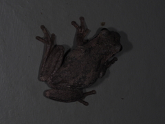 Litoria dentata