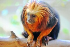 Leontopithecus chrysomelas