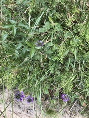 Cullen microcephalum