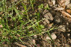 Urochloa ramosa