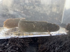 Cebidichthys violaceus