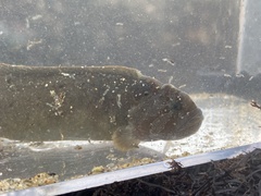 Cebidichthys violaceus