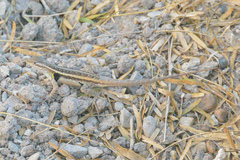 Sceloporus variabilis marmoratus