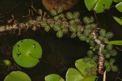 Neptunia oleracea
