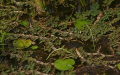 Neptunia oleracea
