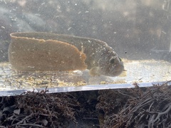 Cebidichthys violaceus