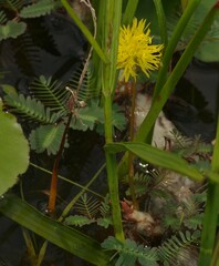 Neptunia oleracea