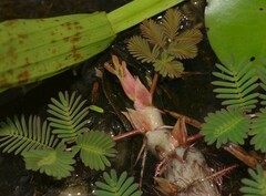 Neptunia oleracea