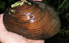 Ortmanniana ligamentina