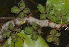 Neptunia oleracea