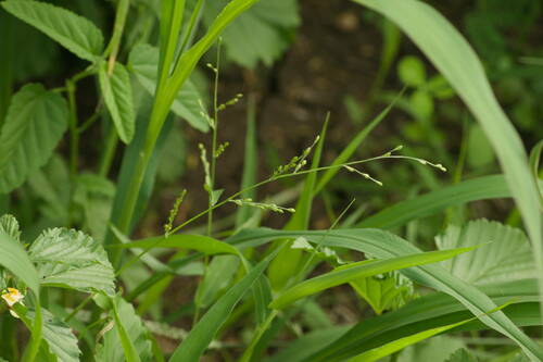 Browntop Millet (Urochloa ramosa)