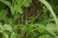 Urochloa ramosa