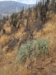 Puya alpestris