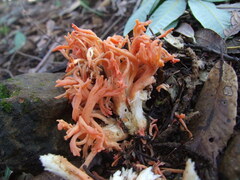 Ramaria stuntzii