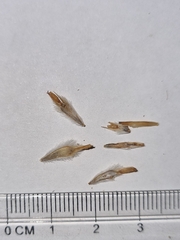 Flourensia thurifera