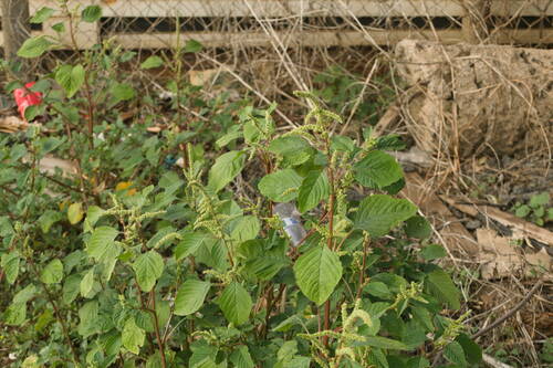 Amaranthus dubius observed 2023-01-16