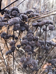 Pycnanthemum