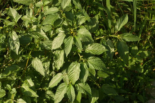 Corchorus olitorius observed 2023-01-16