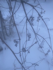 Amphicerus bicaudatus