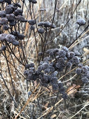 Pycnanthemum