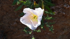 Oenothera acaulis