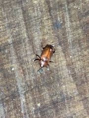 Mitrastethus baridioides