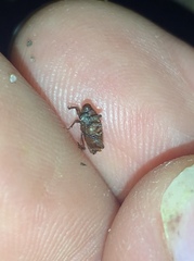 Mitrastethus baridioides