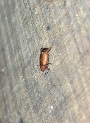 Mitrastethus baridioides