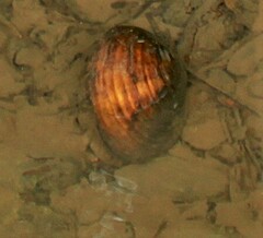 Ortmanniana ligamentina