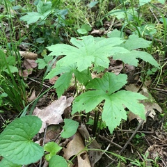 Hydrastis canadensis