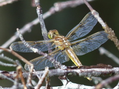 Libellula semifasciata