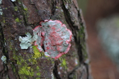 Herpothallon rubrocinctum