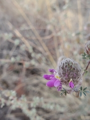 Dalea pulchra