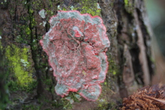 Herpothallon rubrocinctum