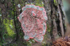Herpothallon rubrocinctum