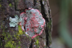 Herpothallon rubrocinctum