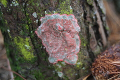 Herpothallon rubrocinctum