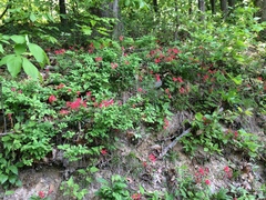 Silene virginica