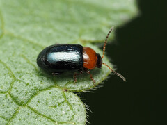 Podagrica malvae