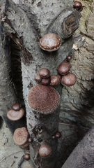 Lentinula edodes