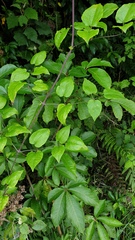 Clematis