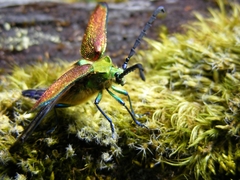 Cheloderus childrenii