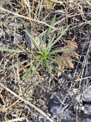 Stillingia texana