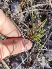 Stillingia texana