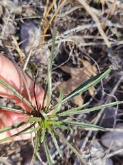 Stillingia texana